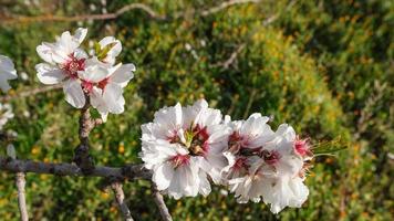 Flowers in a Field Fasano Apulia Italy photo