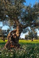 Olive Tree in Fasano Apulia Italy photo