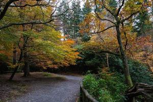 Tollymore Forest Park Northern Ireland UK photo