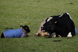 Cow and Calf Ballynoe Stone Circle Northern Ireland UK photo