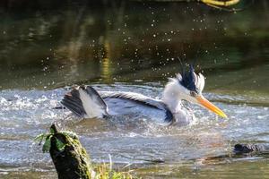 Grey Heron.Ardea cinerea Lagan River Belfast Northern Ireland UK photo