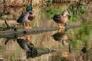 El ánade real Anas platyrhynchos río Lagan Belfast, Irlanda del Norte, reino unido foto