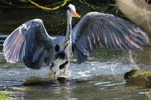 Grey Heron.Ardea cinerea Lagan River Belfast Northern Ireland UK photo