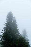 Pine trees covered in morning mist photo