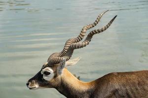 primer plano de blackbuck con sus hermosos cuernos con un estanque en el fondo. antílope indio, antilope cervicapra foto
