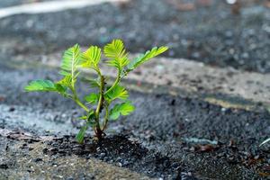 Trees that grew and grew from the cracks of the road. photo