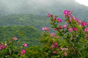 Pink Bauhinia purpurea flowers blooming in the mountains a beautiful scenery photo