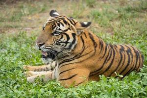 Bengal tigers bask in the sun on the grass during the day. photo