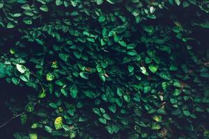 fondo de planta de textura natural de hojas verdes, hermosa pared de hoja verde diminuta y fondo de espacio de copia foto