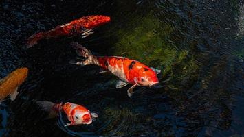 peces koi de japón o carpas elegantes nadando en un estanque de peces de estanque negro. mascotas populares para la relajación y el significado del feng shui. mascotas populares entre las personas. a los asiáticos les encanta criarlo para la buena fortuna. foto