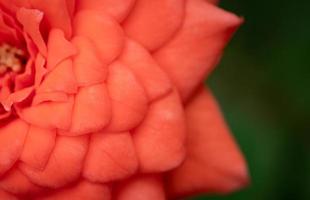 los pétalos de rosa se apilan uno encima del otro como un patrón. rosa pequeña llamada rosa de damasco, rosa antigua de color, mostrando pétalos y capas de flores como fondo o papel tapiz. foto