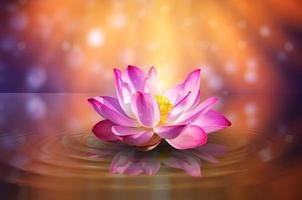 lotus Pink light purple floating light sparkle purple background photo