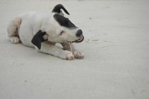 Cachorro feliz comiendo hueso en la playa de arena foto