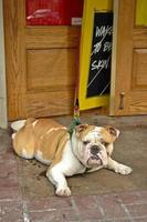 brown English bulldog sit photo