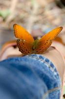 Butterfly on leg in the garden photo