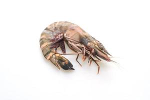 fresh tiger prawn or shrimp photo