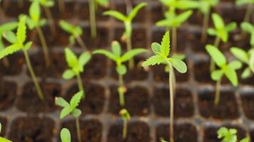 groene cannabisbladeren voor medicinale of culinaire doeleinden video