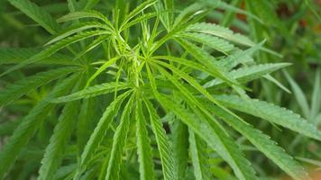 grüne Cannabisblätter für medizinische oder kulinarische Zwecke