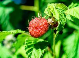 Photography for whole ripe berry red raspberry photo