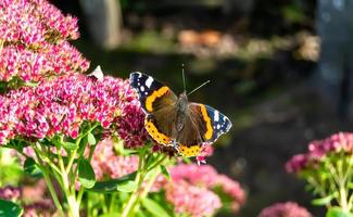 fotografía al tema hermosa mariposa negra monarca foto