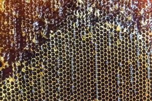 panal de abejas lleno de miel dorada foto