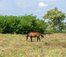 Beautiful wild brown horse stallion on summer flower meadow photo