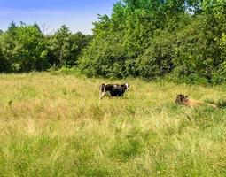 Photography on theme beautiful big milk cow photo