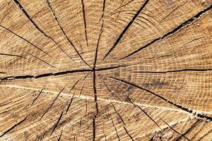 Beautiful wooden fracture old oak, natural texture close up photo