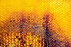 Honeycomb from bee hive filled with golden honey photo