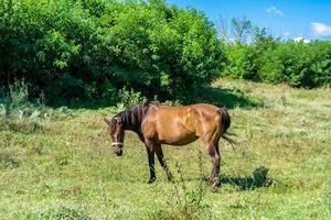 Beautiful wild brown horse stallion on summer flower meadow photo