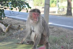 Monkey sitting in the shade photo