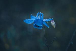 beautiful blue flower in the garden in spring season photo