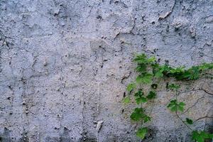 Selective focus of leaf of little plant germinates at the wall- background. Green little plant growing near old cement wall. Concept of variation and brave. Copy space for adding your content. photo