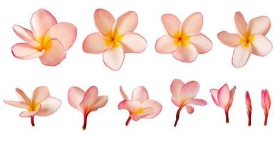 Pink Plumeria flower or frangipani flower isolated white background photo