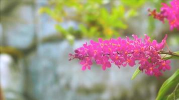 flor de orquídea rosa florescendo e folhas verdes amarelas e desfoque o fundo azul da cachoeira video