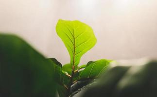 Decorate green leaf plant in eco work room photo