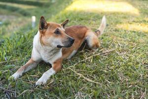 Abandoned lonely dog photo