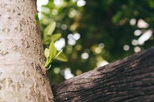 Young shoots growth from trunk tree. photo