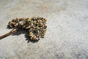 Withered plant  blue hydrangea on background. photo