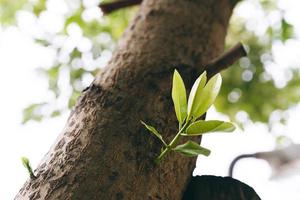 crecimiento de brotes jóvenes del tronco del árbol. foto