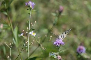 Mariposa cola de golondrina alimentándose de una flor en torre de' roveri en italia foto