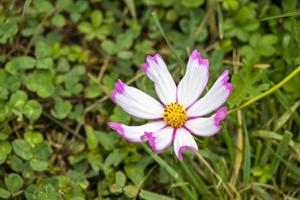 jardín cosmos creciendo y floreciendo en un jardín en italia foto