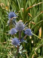 Picos Blue Sea Holly flowering next to the promenade in Eastbourne photo