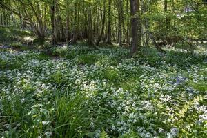 Ramsons or Wild Garlic blooming in springtime near East Grinstead photo