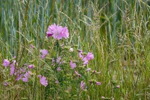 Wild Hollyhock flowers. A Pink plant in the mallow family Malvaceae flowering in summertime.
