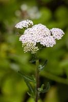 Common hoverfly landing on a Pink Cow Parsley flower photo