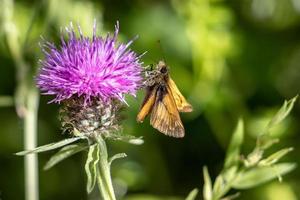 gran patrón de mariposa alimentándose de una flor bajo el sol de verano foto