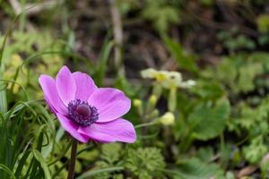 A magenta Anemone flowering in a garden in springtime photo