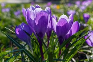 Purple Crocuses flowering in East Grinstead in springtime photo