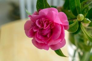 Pink Camellia flower in full bloom in springtime photo